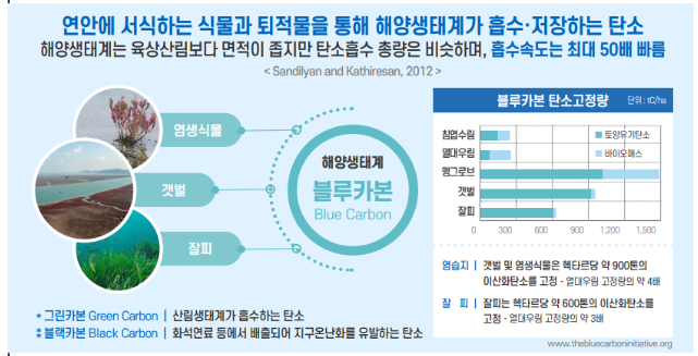 ‘블루카본 추진전략’ 발표… 블루카본으로 해양의 기후재해 대응능력 강화 ‘블루카본 추진전략’ 발표… 블루카본으로 해양의 기후재해 대응능력 강화