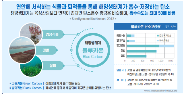 ‘블루카본 추진전략’ 발표… 블루카본으로 해양의 기후재해 대응능력 강화