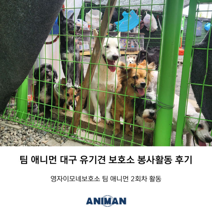  [팀애니먼] 대구 유기견 보호소 봉사활동 후기 / 영자이모네보호소 팀 애니먼 2회차 봉사활동