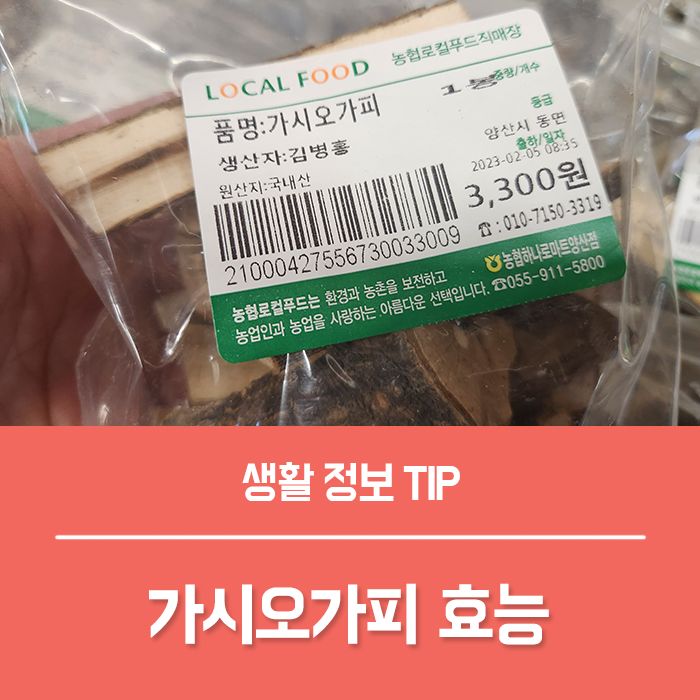  가시오가피 효능 6가지, 가시오가피 즙 나무 오가피 열매 먹는 방법 부작용 총정리!