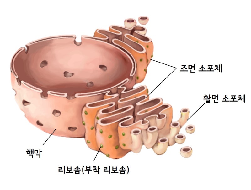세포 소기관 :: 소포체의 구조와 기능 : 네이버 블로그