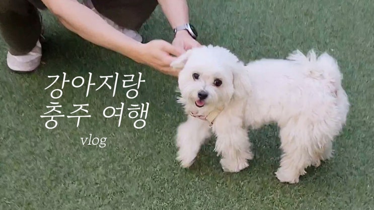  강아지랑 여행 - 충주 애견동반여행 vlog (강아지동반식당, 켄싱턴리조트, to go 조식, 강아지유튜브)