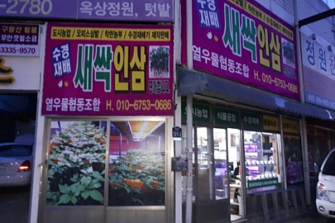 열우물새싹인삼 이미지