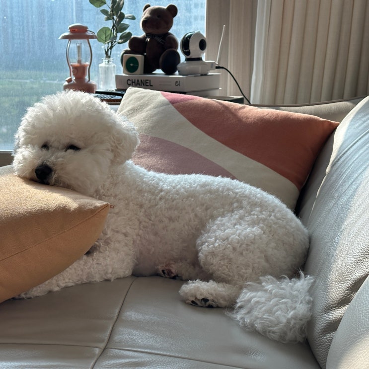  강아지 에디슨병 증상과 원인, 초기 발견이 중요해요
