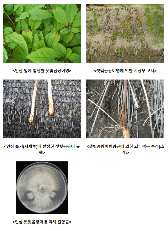습도 높은 6월 ‘인삼 잿빛곰팡이병’ 예방 철저히_농촌진흥청 습도 높은 6월 ‘인삼 잿빛곰팡이병’ 예방 철저히_농촌진흥청