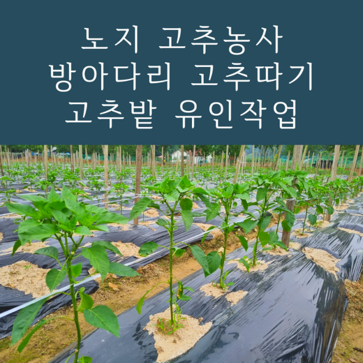  고추농사 방아다리고추따기 고추밭줄치기 (줄띠기 유인작업)