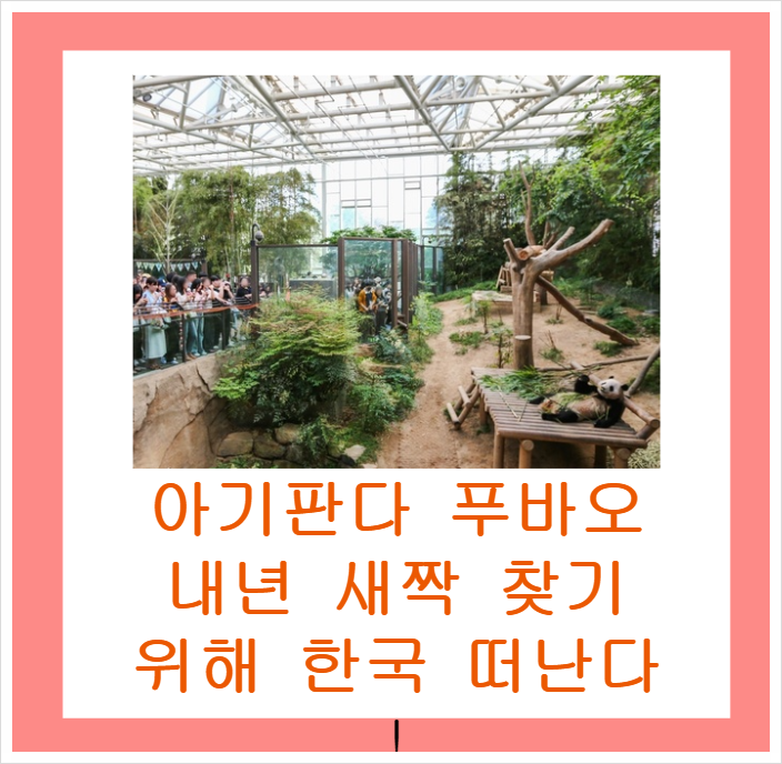 아기판다 푸바오, 내년 새 짝 찾기 위해 한국 떠난다! 인기만점 온·오프 활약