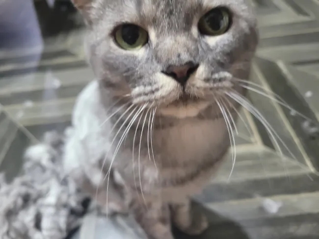  고양이 셀프 미용, 상구 털 밀어주기