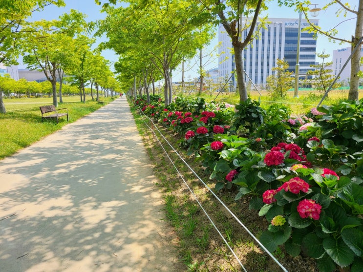 가족과 함께하면 좋은 6월의 가로수길 가족과 함께하면 좋은 6월의 가로수길