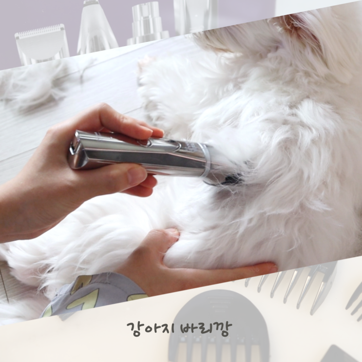  강아지 바리깡 앙비뉴 클리퍼 셀프미용 세트로 전체미용 후기