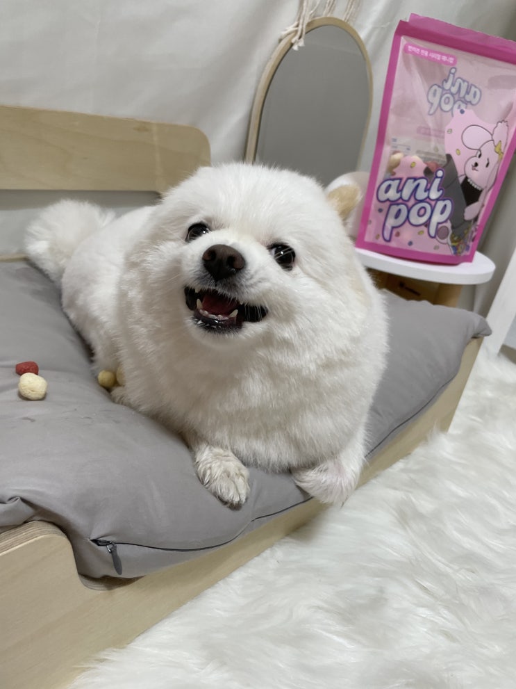 강아지 양치 주기, 쉽게 하는 방법은?