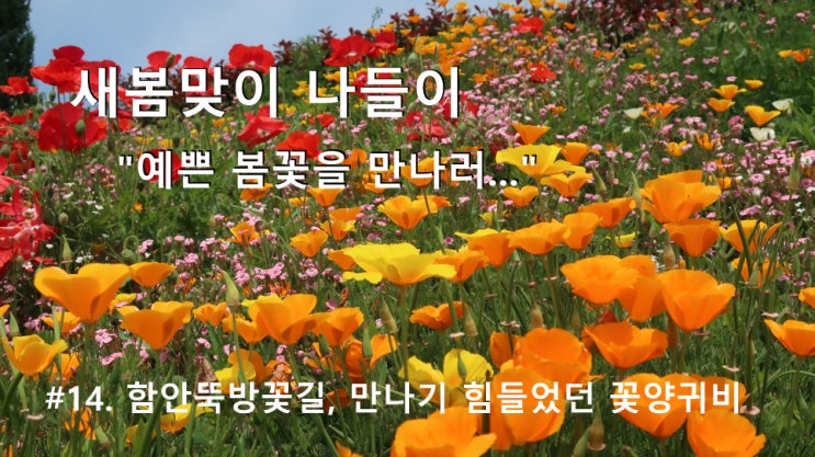 #14. 함안 악양뚝방 꽃길, 만나기 힘들었던 꽃양귀비