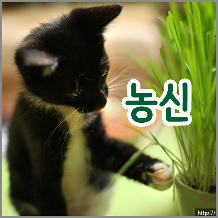  고양이풀 캣그라스 키우기_농사 좀 짓던 흑풍이