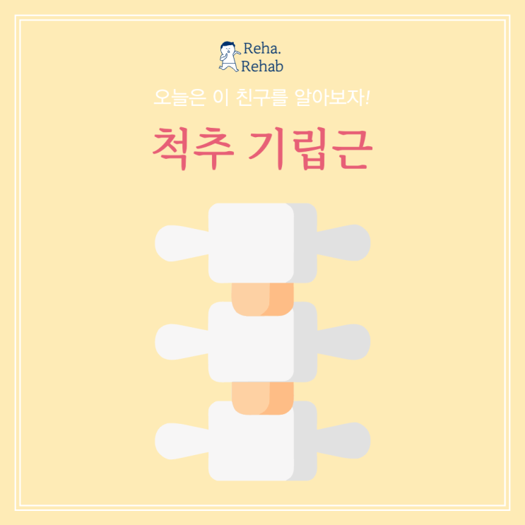  척추기립근 허리통증 건강에 중요한점
