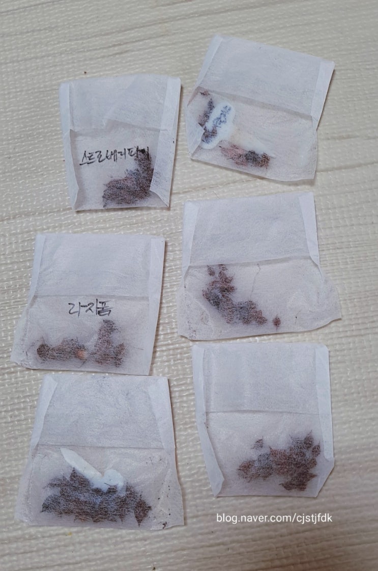  초록달님의 사랑초 구근 나눔 도착했어요~