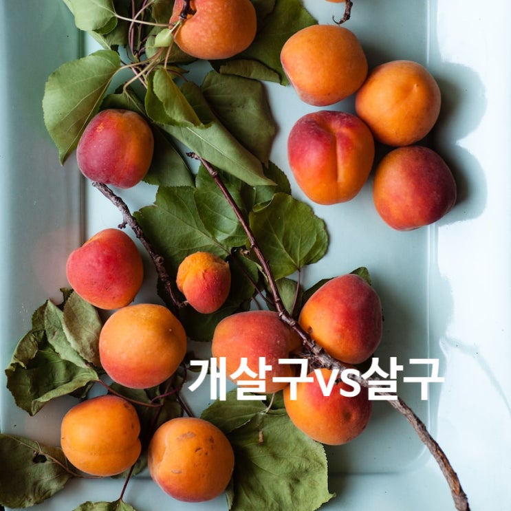  빛좋은 개살구와 살구 차이 비교