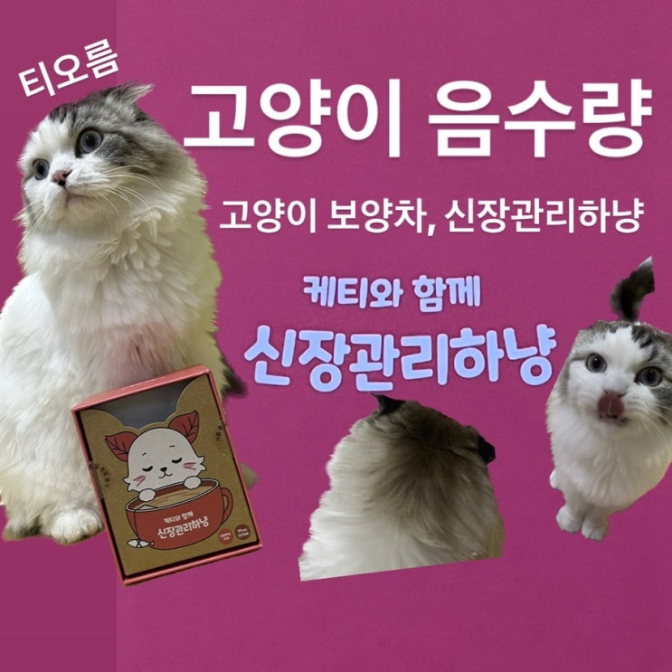  [고양이 음수량] 케티 보양차: 고양이 신장 관리, 김춘식 음수량 늘리기 대작전.
