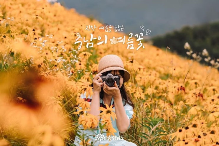 진한 여름을 닮은 충남의 여름꽃 | 충남도청페이스북