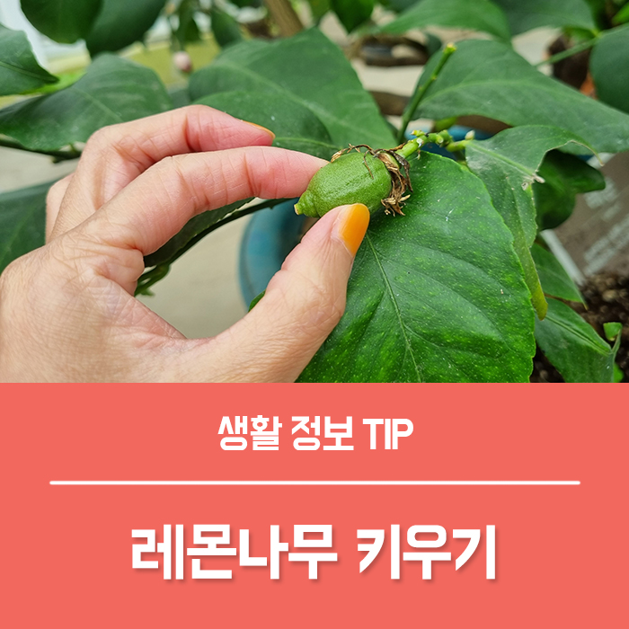 레몬나무 꽃 키우기, 레몬나무 꽃말은?