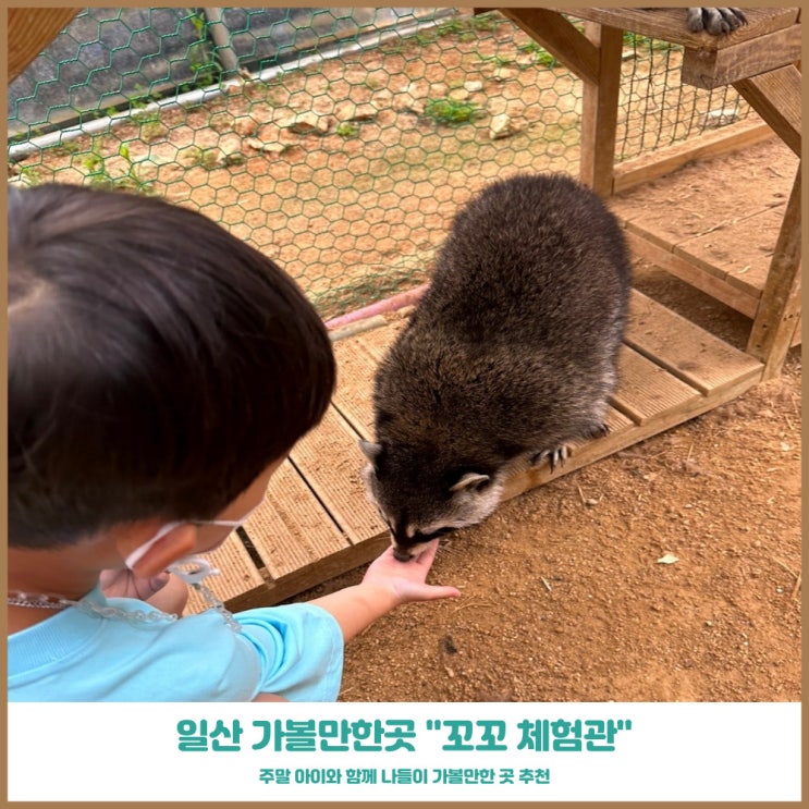  일산 가볼만한곳 꼬꼬 체험관 동물을 좋아하는 아이라면
