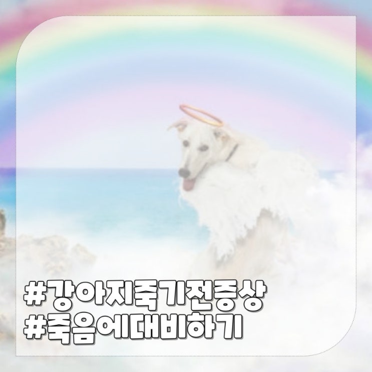  강아지 죽기 전 증상 알고  죽음에 대비하기