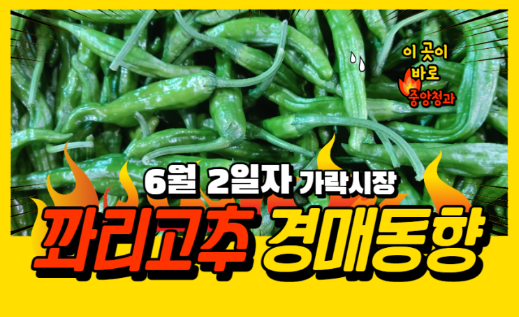  [경매사 일일보고] 6월 2일자 꽈리고추 경매동향을 살펴보겠습니다!