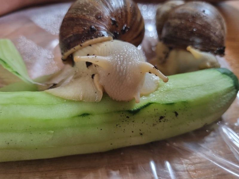 애완용  아프리카 왕달팽이 분양 받았어요~☆