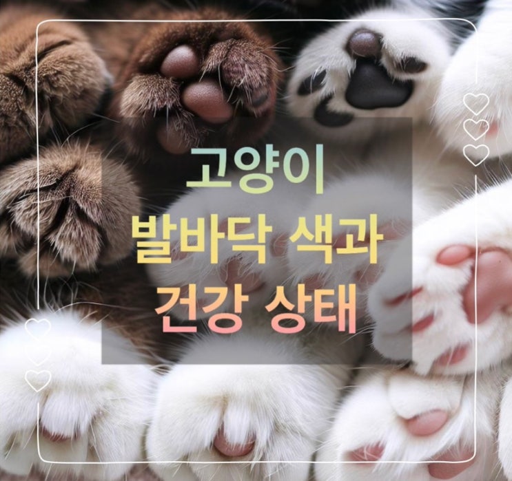  고양이 발바닥 색을 결정하는 요소와 발바닥 색으로 알 수 있는 건강 상태