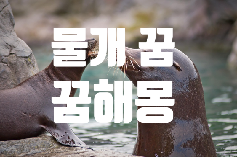 물개 꿈, 꿈해몽 총정리!?