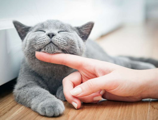  고양이 질병 신호::구토 배변 똥 색깔 음수량 식욕 피부 눈 코 입 귀...OGUO 반려묘 맥박 호흡수 체온