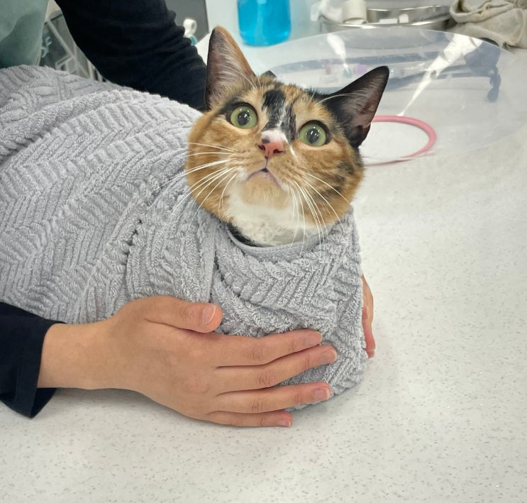  광교24시동물병원, 편안한 분위기의 고양이 검진 후기