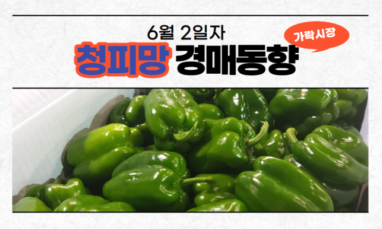  [경매사 일일보고] 6월 2일자 가락시장 청피망 경매동향을 살펴보겠습니다!
