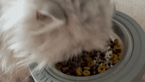 고양이 설사유산균 냥산균, 유산균 먹고 예쁜 맛동산 캐기!