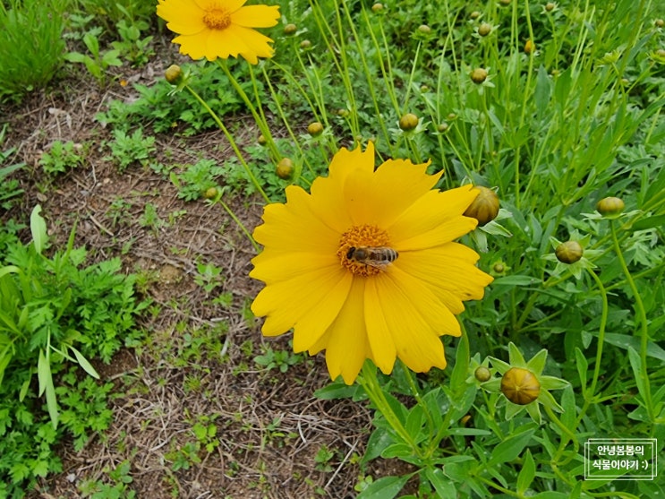  금계국 큰금계국 차이, 개화시기 알아보기