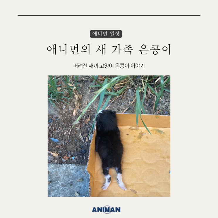  버려진 아기고양이 은콩이 / 새끼고양이, 유기묘 임시보호
