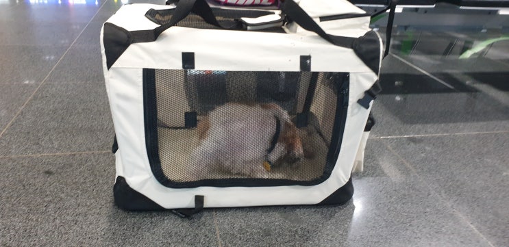 반려동물 애견 애묘 강아지 고양이 출국 검역 운송 [노령견 시츄 미국에서 데려오기] 예고편 미리보기