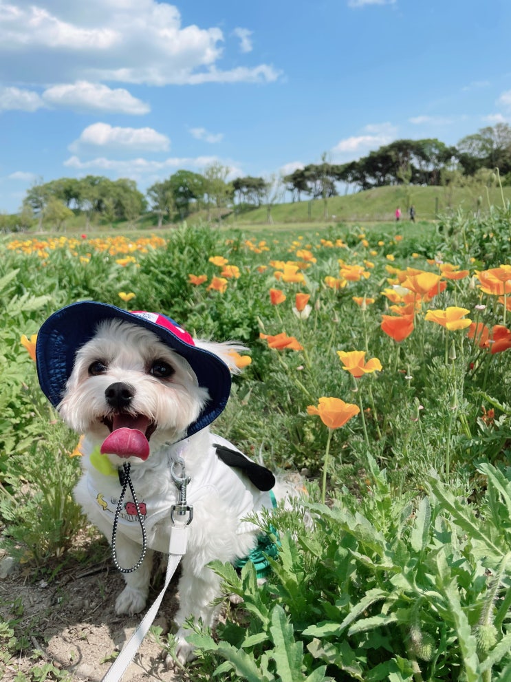  꽃보다 예쁘개 별찌~!