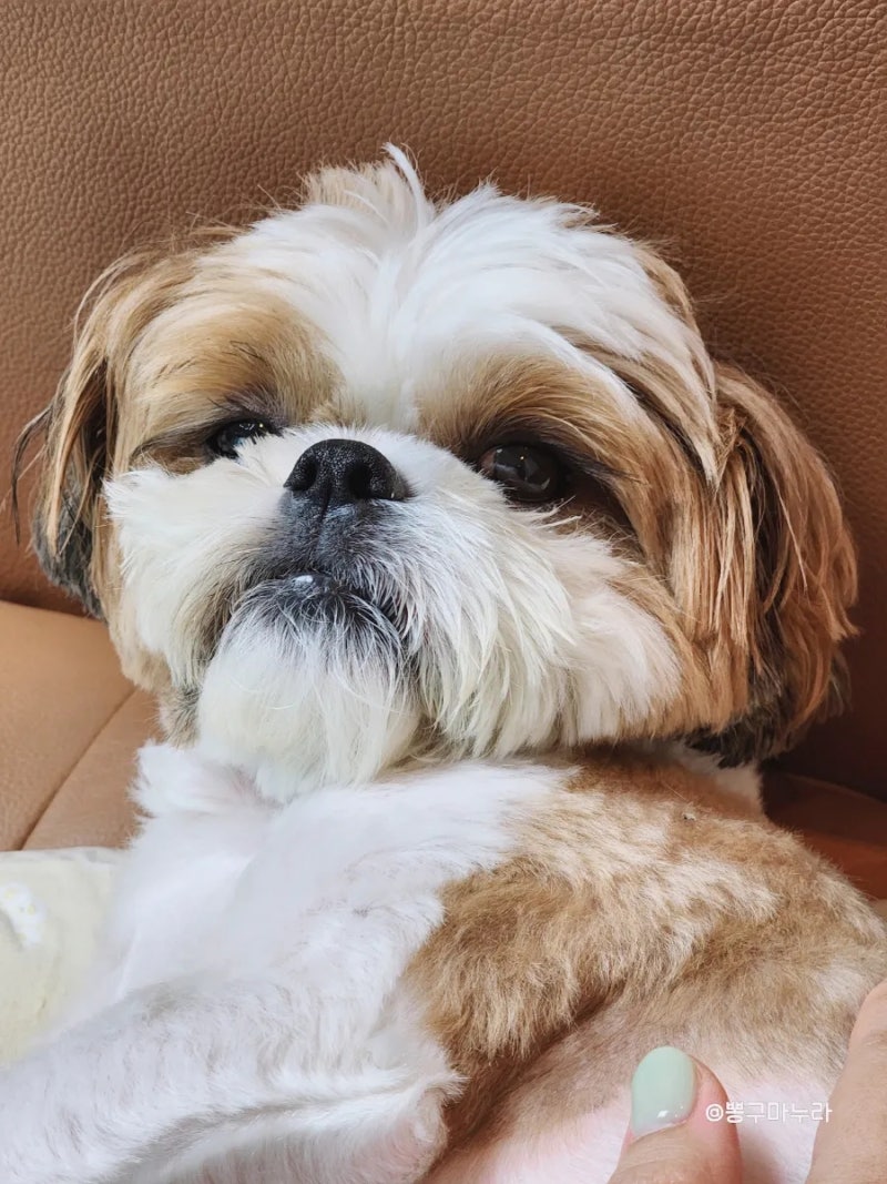 강아지 여드름, 사마귀 및 쥐의 양성 종양 제거에 대한 사후 분석