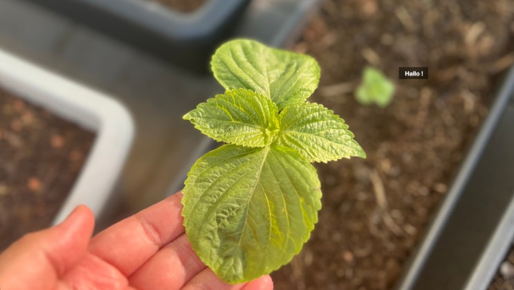  [일상] 독일에서 깻잎 키우기 (Day 1 - Day 30)