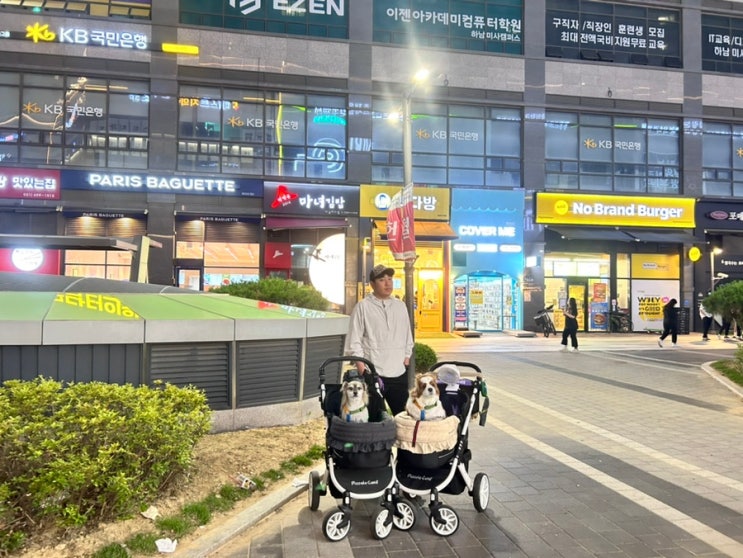  다견가정 6월 첫주 일상 우리가족 3명 생일