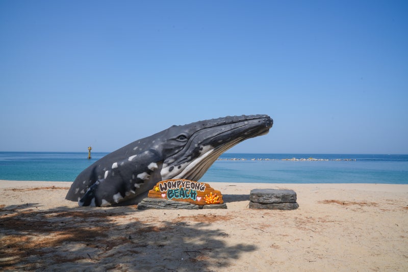 원평해수욕장 야영장도 있는 삼척 피크닉하기 좋은 해변