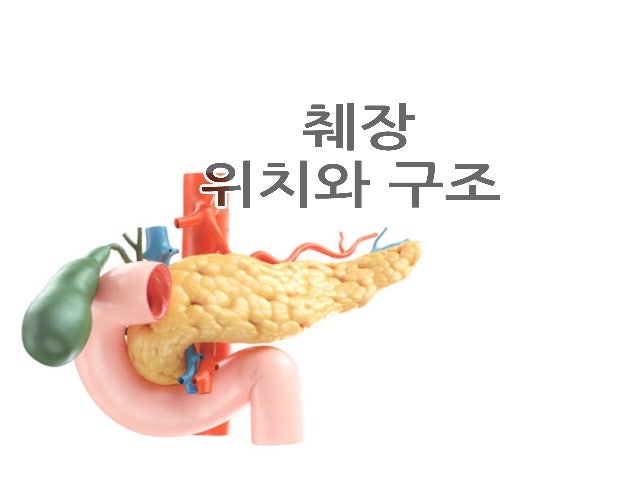 췌장(이자) 위치와 구조 및 기능 알아보기 : 네이버 블로그