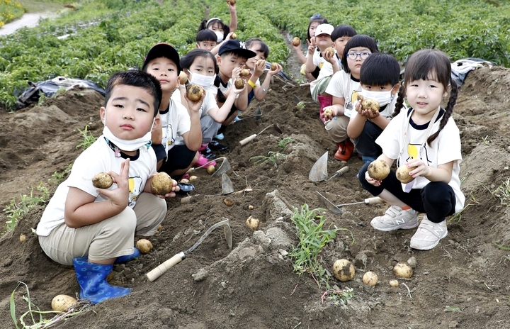  충북 괴산 감물감자축제 (6월 16~18일)