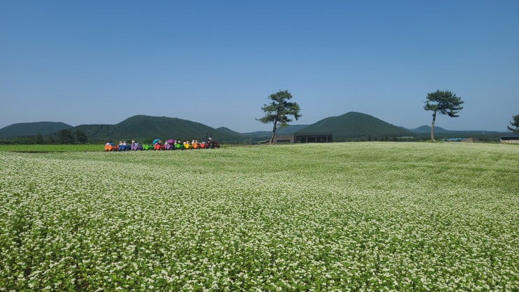 제주 수국명소 메밀꽃 명소 보롬왓 이용후기 제주 수국명소 메밀꽃 명소 보롬왓 이용후기