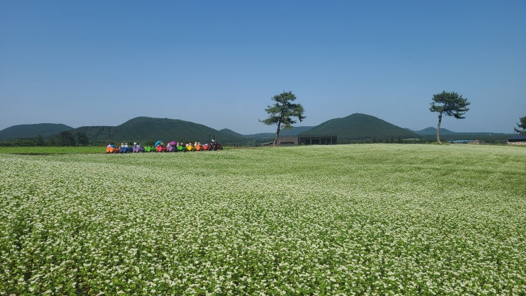 제주 수국명소 메밀꽃 명소 보롬왓 이용후기