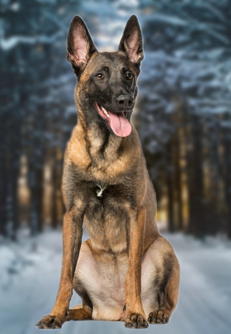 에바 알머슨 전시 첫날, 행복한 소풍 : 네이버 블로그, image size:800x1157