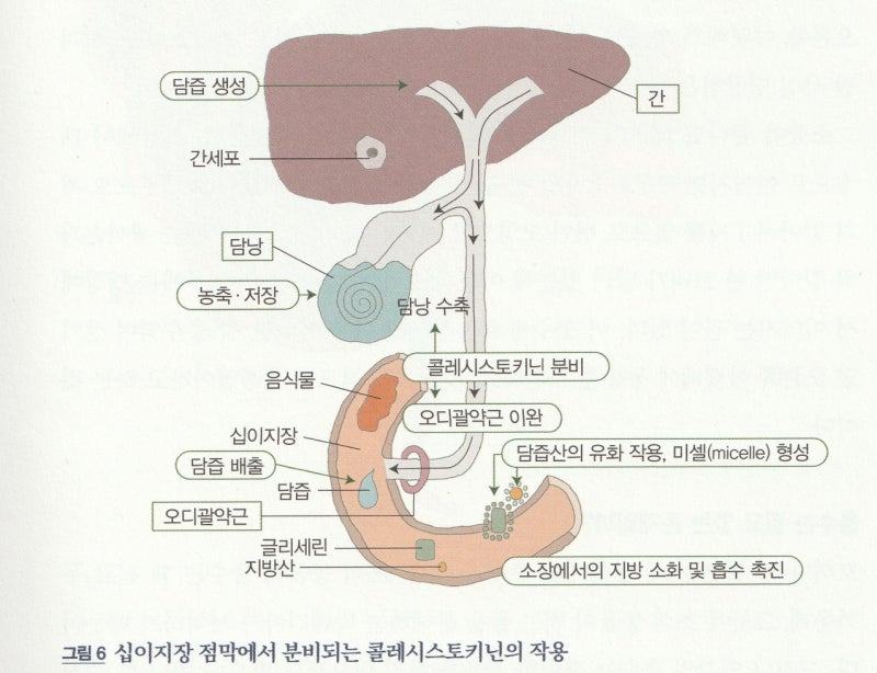 췌장(이자) 위치와 구조 및 기능 알아보기 : 네이버 블로그