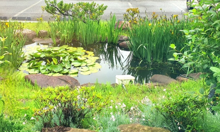연못 속 수련꽃 연꽃 개구리 수레국화 물수레국화 분홍낮달맞이꽃 꽃달맞이꽃