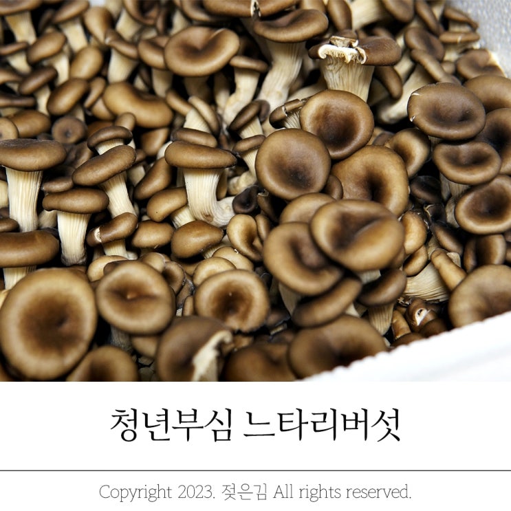 느타리버섯 냉동 보관 냉장 보관법 손질방법 느타리버섯 냉동 보관 냉장 보관법 손질방법
