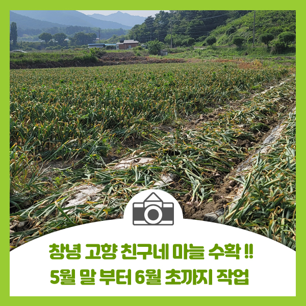  창녕 고향친구 마늘 수확 도와주고 왔습니다. 농사일 많이 힘들었네요